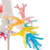 G23 08 CT Bronchial Tree Model with Larynx