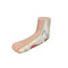 M31 06 1200 1200 Flat Foot Pes Planus Model 3B Smart Anatomy