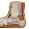 M31 07 1200 1200 Flat Foot Pes Planus Model 3B Smart Anatomy