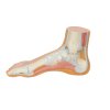 M30 05 1200 1200 Normal Foot Model 3B Smart Anatomy