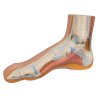 M30 07 1200 1200 Normal Foot Model 3B Smart Anatomy