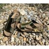 damska obuv for care 304165 zlata z04