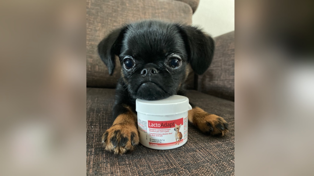 LactoAdapt - úprava trávenia