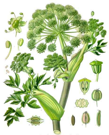 Koehler1887-GardenAngelica