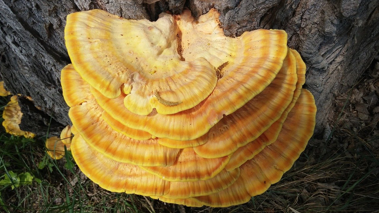 Reishi – houby plné zdraví