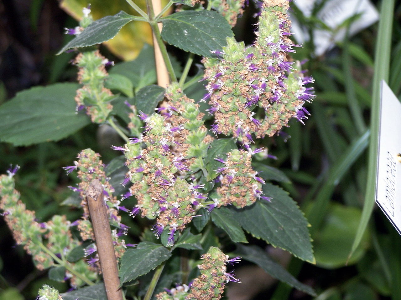 1280px-Pogostemon_cablin_001