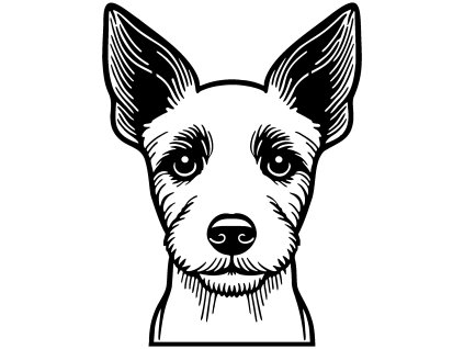 1064 BRAZILIAN TERRIER