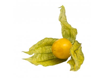 physalis
