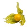 physalis