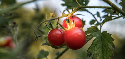 Schutz von Obst und Gemüse auf natürliche Weise – Lösung gegen Schimmel und Fäulnis