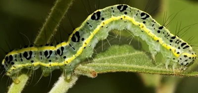 Schutz von Gemüse vor Insekten - ökologische und effektive Methoden