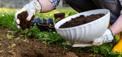 Die Bedeutung von Mikroorganismen für die Ernährung von Pflanzen