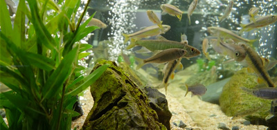 Mohou ovlivnit bakterie do akvária zdraví ryb?