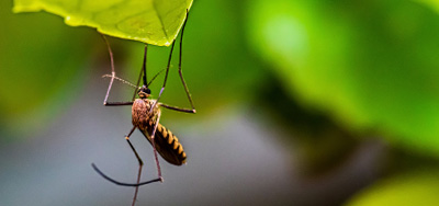 Jak se zbavit komárů na zahradě přírodní cestou