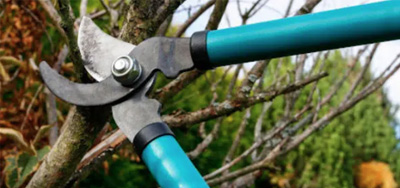 Jak připravit stromy a keře na zimu, aby další sezona byla plná zdravých plodů?