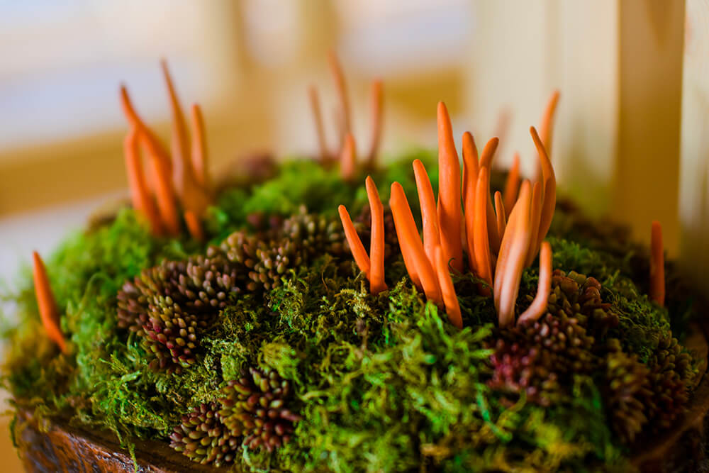 cordyceps