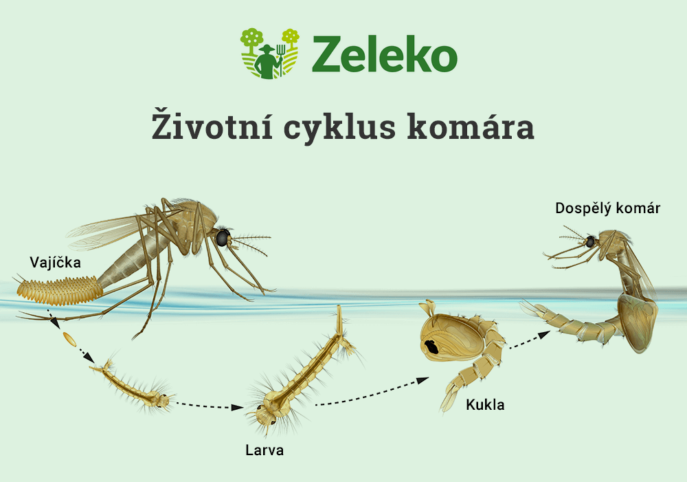 zivotni-cyklus-komara1