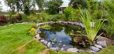 Prečo dodávať do jazierka baktérie a aký majú efekt na život v jazierku?