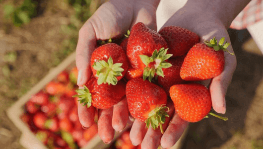 Ako na bohatú a chutnú úrodu jahôd?