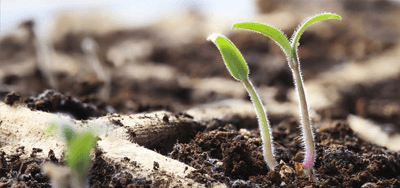 Ako správne klíčiť semená paradajok a paprík?