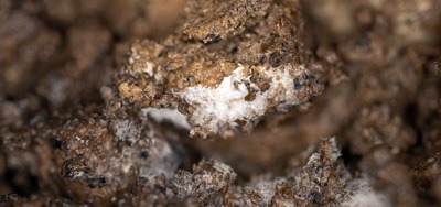 Ako pôsobia pôdne mikroorganizmy na kvalitu a odolnosť zeleniny