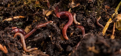 Vplyvy používania mikrobiálnych a prírodných produktov na ekológiu a prírodu