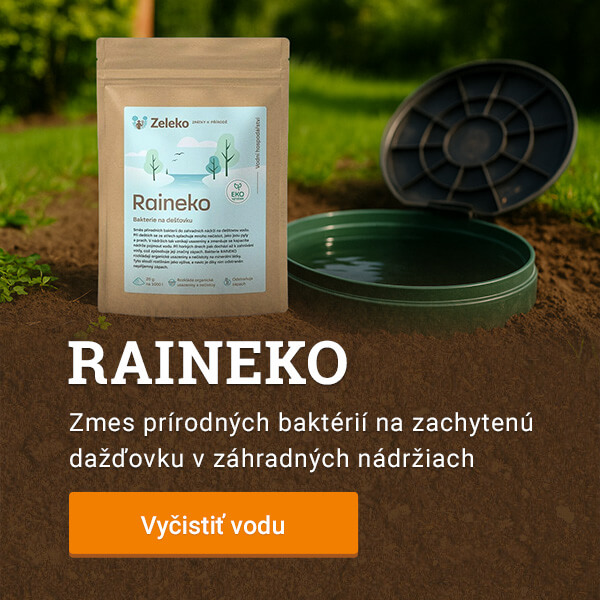 Raineko