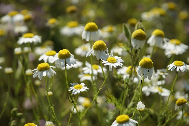mayweed-8120555_640