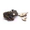polyporus.761696527