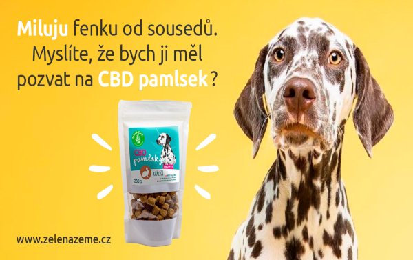 CBD pamlsky pro psy - účinky a zkušenosti