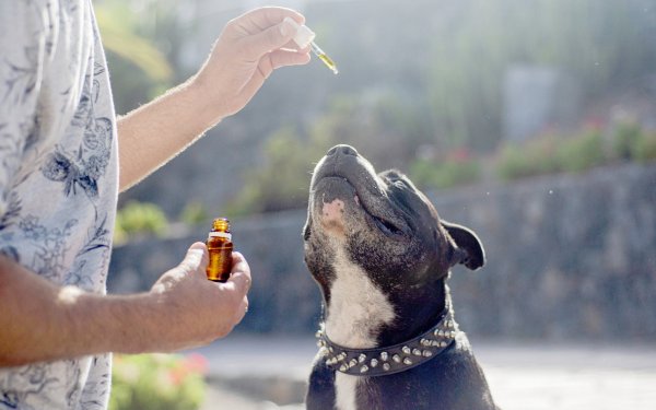 Zelená Země nabízí pouze schválené veterinární přípravky pro psy