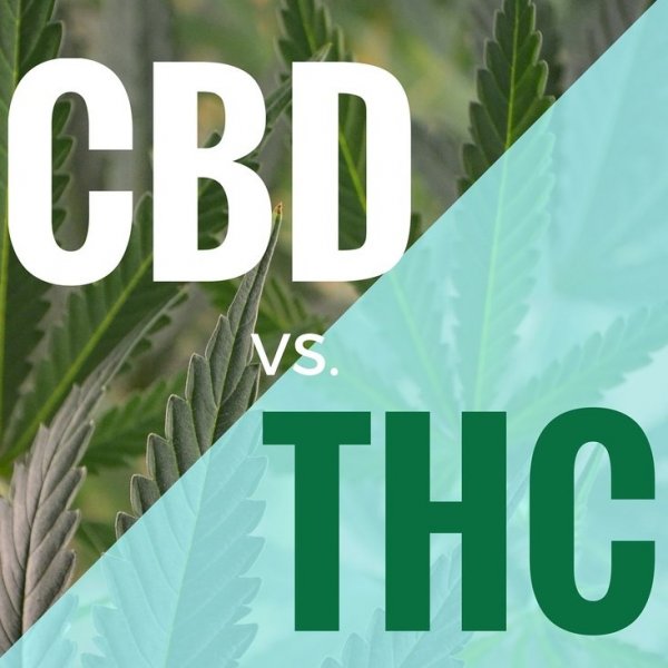 Poměr CBD a THC - Jaký je pro nás nejlepší?