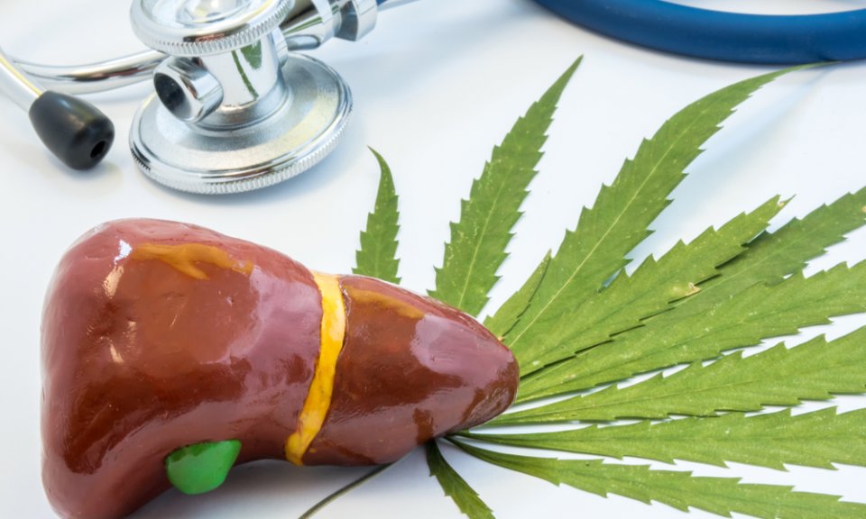 Konopí a CBD - jak mění život s onemocněním jater