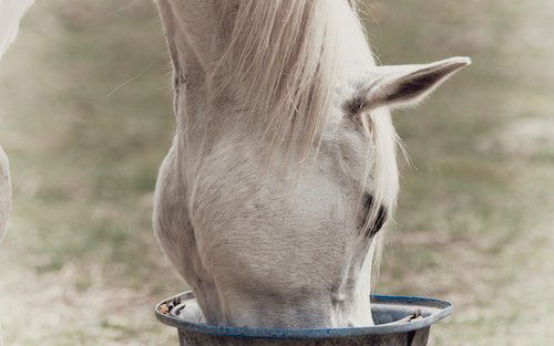 Zdravé krmivo pro koně = konopné müsli
