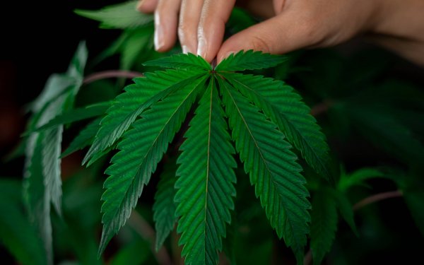 Až 1% THC v konopí - co tato změna znamená pro běžné spotřebitele?