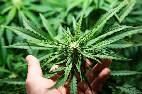 Sativa vs. Indica: Rozdíly a účinky