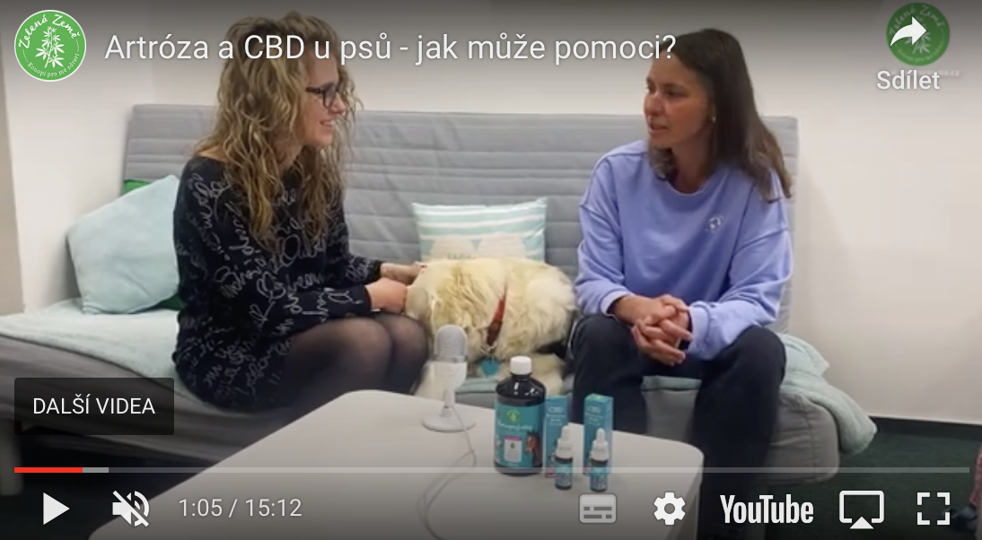 Jak pomáhá CBD při artróze u pejsků? Video