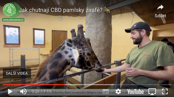 Žirafa si pochutnává na CBD pamlskách