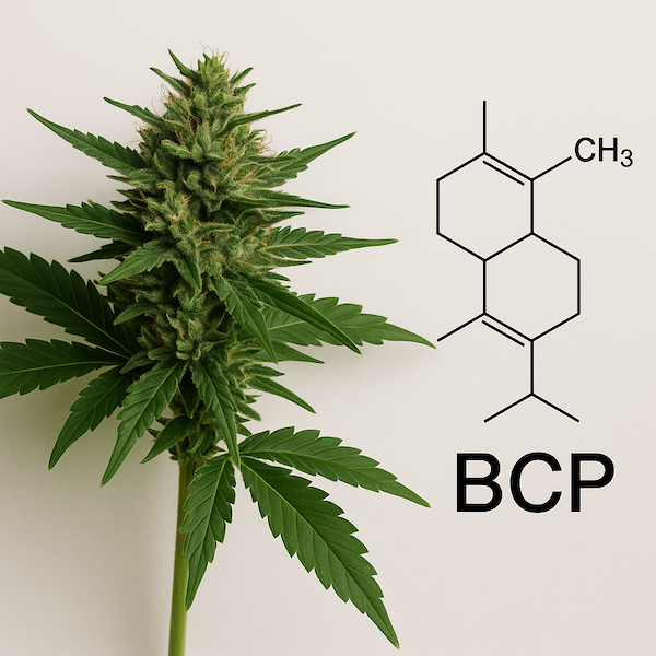 BCP-parni-destilace