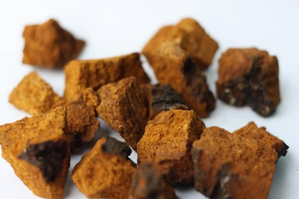 Chaga-mushrooms-2
