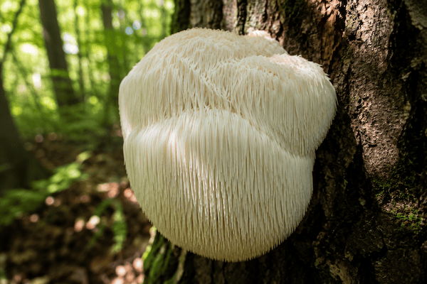 Hericium-mushrooms-2