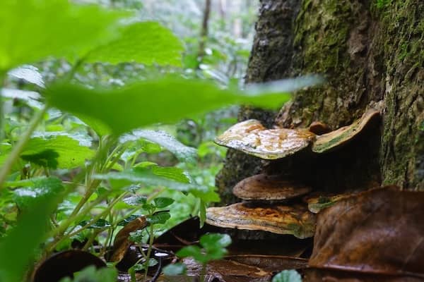 Reishi-houba-2