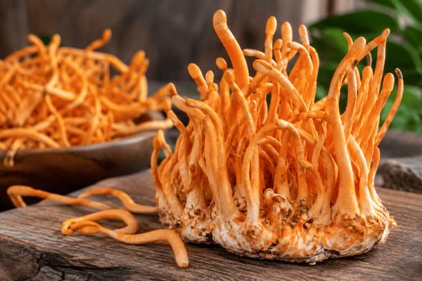 Cordyceps – Energie, Ausdauer und sportliche Leistung