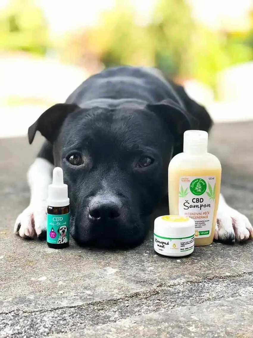 Veterinární segment – produkty pro psy