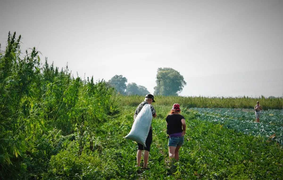 Exapnze – konopné pole a sběr