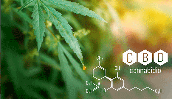 CBD - kanabidiol v rostlině konopí