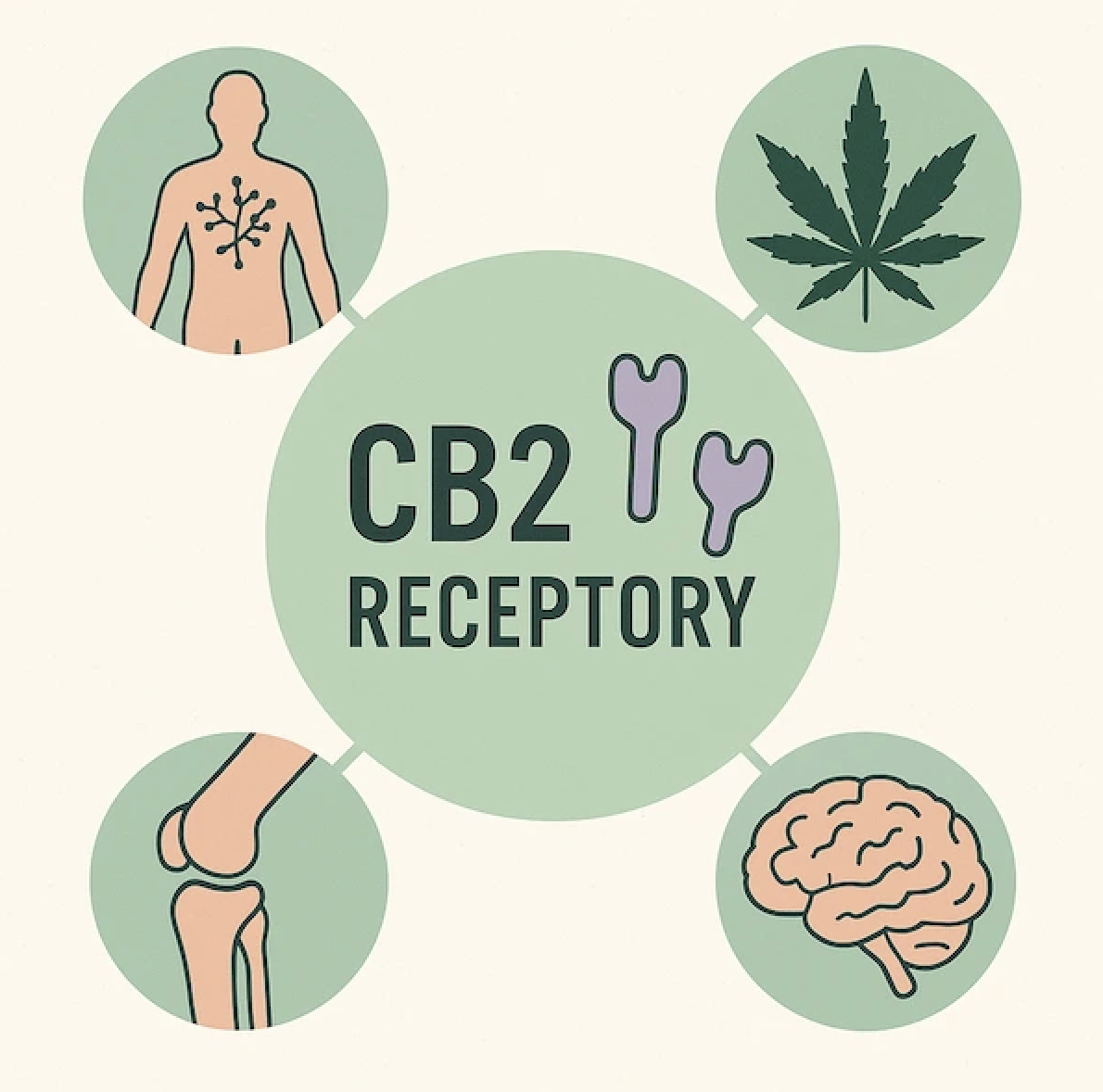 CB2 receptory: Zabudnutý kľúč k rovnováhe tela i imunity