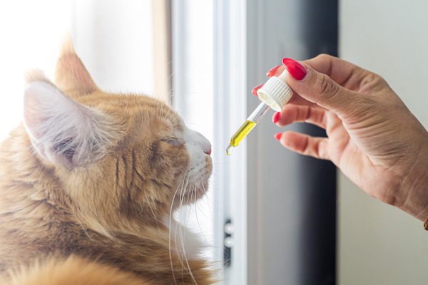 CBD olej pre mačky - kedy a ako pôsobí?