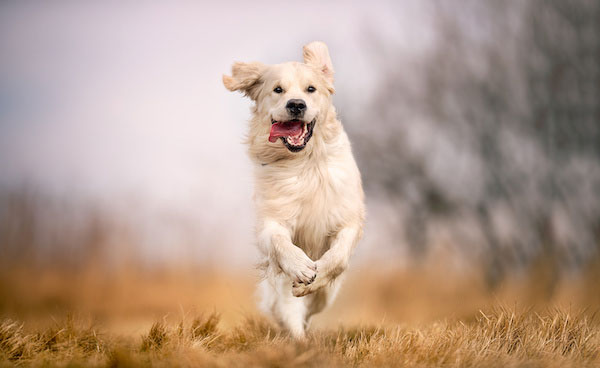Čo je artróza u psov a čo na ňu zaberá?