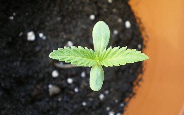 Pestovanie konope - tipy a rady